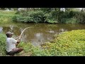 Traditional Hook Fishing in village pond|Small Rohu fishes &amp; Tilapia fish Hunting by Fisherman