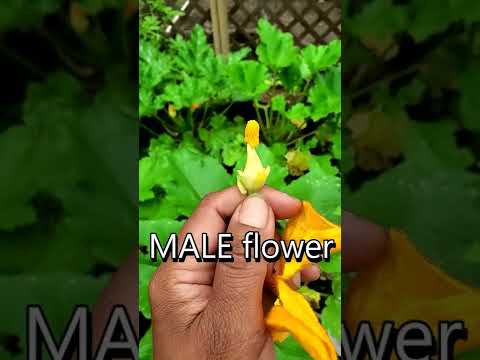 Βίντεο: Do Pumpkins Self-pollinate - Μάθετε για την επικονίαση φυτών κολοκύθας
