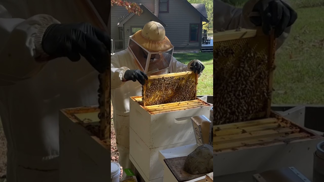 Honeybees and robbing 