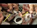 Cat Rescue | Botfly Larva Removed From Cats #2