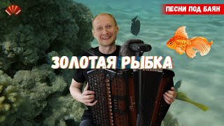 Золотая рыбка/ Евгений Попов - баянист