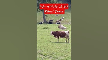 قالوا ادع لنا ربك يبين لنا ما هي إن البقر تشابه علينا وإنا إن شاء الله لمهتدون، سورة البقرة (70)
