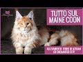 Maine coon: tutto sul gatto gigante!