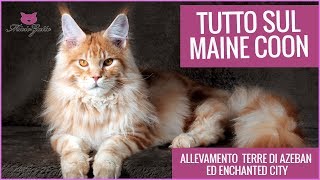 Maine coon: all about the giant cat!