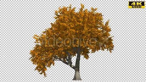 Autumn Tree | Motion Graphics - Envato elements