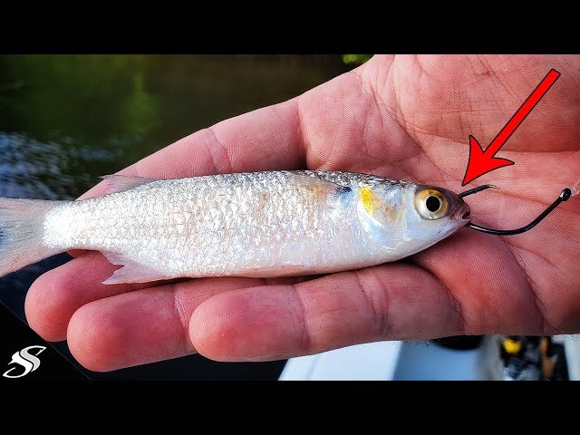 How to RIG Finger Mullet AKA Fish CANDY! 