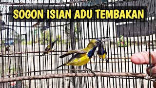 Sogon isian lovebird VS Sogon isian pleci adu tembakan