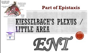 Kiesselbach's plexus / Little Area — PART OF EPISTAXIS