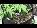 GROWING AN AUTOFLOWER INDOORS (DAY-BY-DAY) - ORGANIC GARDENING