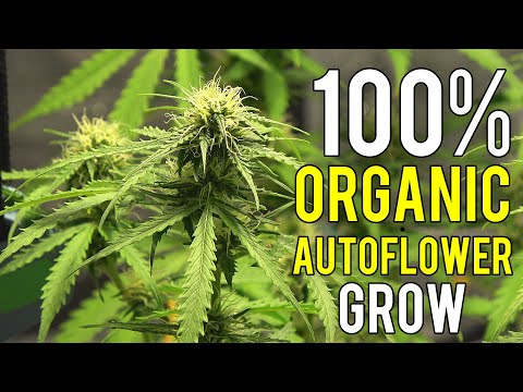 GROWING AN AUTOFLOWER INDOORS (DAY-BY-DAY) - ORGANIC GARDENING