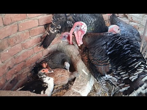 سمعت صوت طالع من العشه دخلت اشوف البطه الرقده علي البيض اتصدمت من المنظر مفاجأة 😮😮 كرم ربنا عليا 🤗