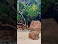 Phi Phi Phu Chalet Beach #fyp #explorepage #travel #thailand #nature