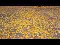 Autumn Symphony - Chopin Mp3 Song