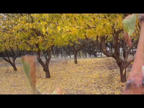 Autumn Symphony Chopin 