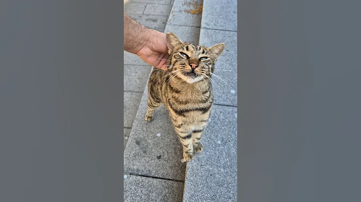 Video 10339271: kittens persian cat tabby, food tabby cat persian, kitten cute persian tabby, persian cat kitten sweet, cat kitten adorable persian