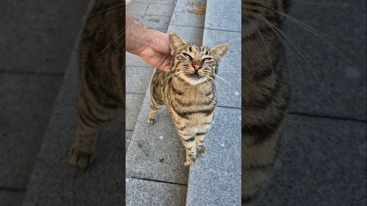 The Friendliest tabby cat I've ever seen.