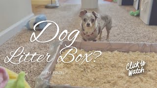 Can dogs use a litter box??