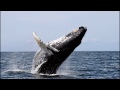 Baleen whale  whale baleen whales feeding animals