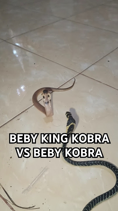 BEBY KOBRA VS BEBY KING KOBRA SIAPA YANG MENANG  #ularcobra #kingcobra #ularindonesia
