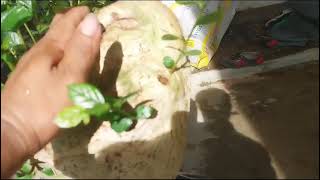 (Dx) Height 55, Base 26, Burl 47, Duoi tree for sale 650k, Contact 0707713796 Khuong Bonsai