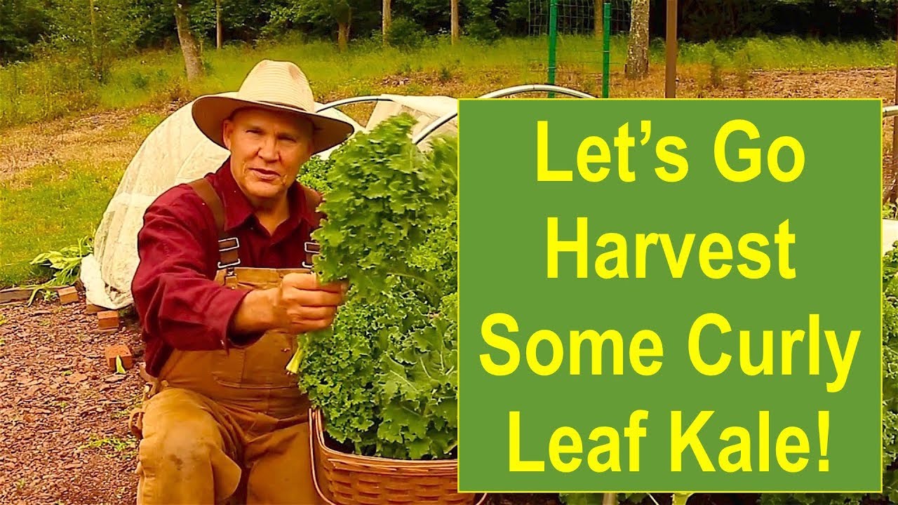 Keep Calm and Let's Go Harvest Some Curly Leaf Kale! - YouTube