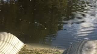 Baby alligator hanging out by the roadside