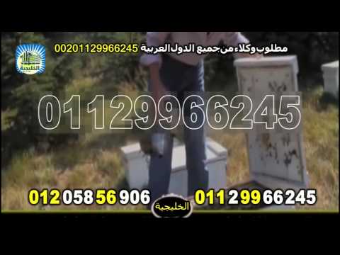 فيجا هونى