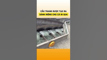 Cầu thang được tạo ra dành riêng cho cá đi qua