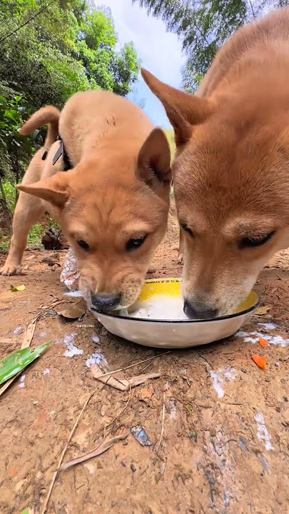 16-second video captures 800 Chinese pastoral dogs with cute pet debut plan Dogs eat cute cute