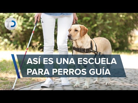 Video: Cómo Solicitar Asistencia Social Para Una Persona Discapacitada