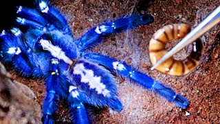 Feeding My Blue Pet Tarantula & Other Spiders by Tomas Pasie 14,862 views 3 years ago 14 minutes, 33 seconds