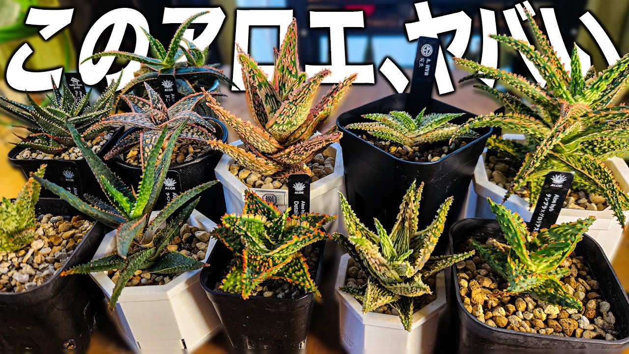 アロエハイブリッドTCTテンプラ親子セット I'll show you all of my hybrid aloe plants. - YouTube