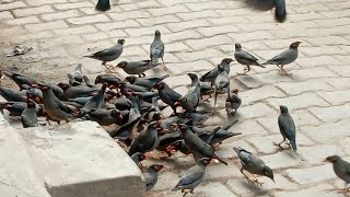 Indian Common mainaa🐧bird || Indian maina sound || maina Singing screenshot 5