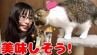 初めて焼きカツオをもらった子猫【スコティッシュフォールド】【Scottish Fold】