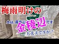 ニホンミツバチ　梅雨明けの金稜辺 大丈夫ですか？  日本ミツバチを引き寄せる金稜辺やミスマフェット  11月に花芽がたくさん出ます様に