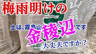 ニホンミツバチ　梅雨明けの金稜辺 大丈夫ですか？  日本ミツバチを引き寄せる金稜辺やミスマフェット  11月に花芽がたくさん出ます様に