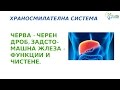 Храносмилателна система: черен дроб, задстомашна жлеза – функции и чистене