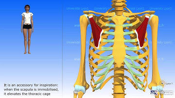 The pectoralis minor