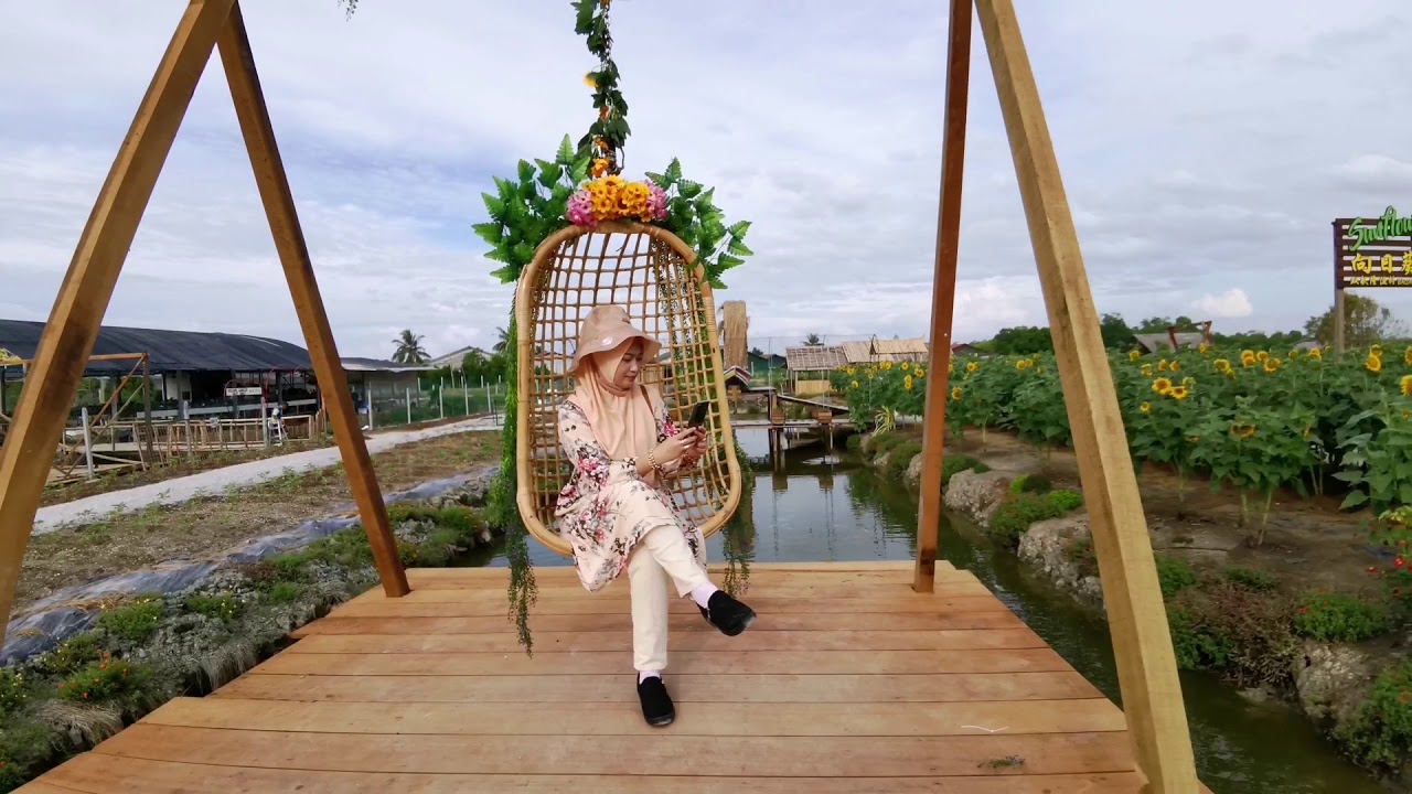 SUNFLOWER GARDEN BAGAN DATUK PERAK sunflowergardenbagandatuk YouTube