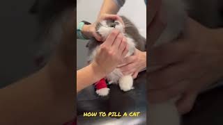 How to pill a cat