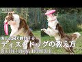 ディスクドッグの教え方！！我が家ではこうやってスタートしました！ボーダーコリー /Disc Dog teaching Border Collie