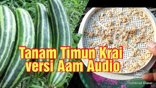 HOW TO GROW CUCUMBER FOR LOTS OF FRUIT