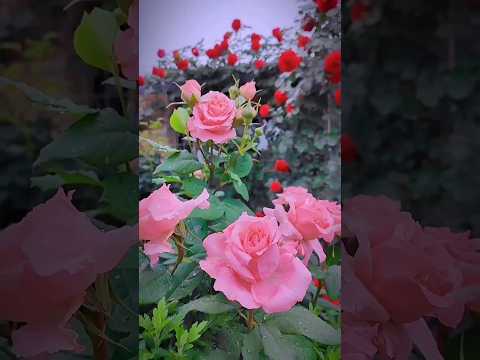 pink roses. red