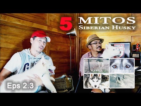 Video: 5 Mitos Mengenai Anjing