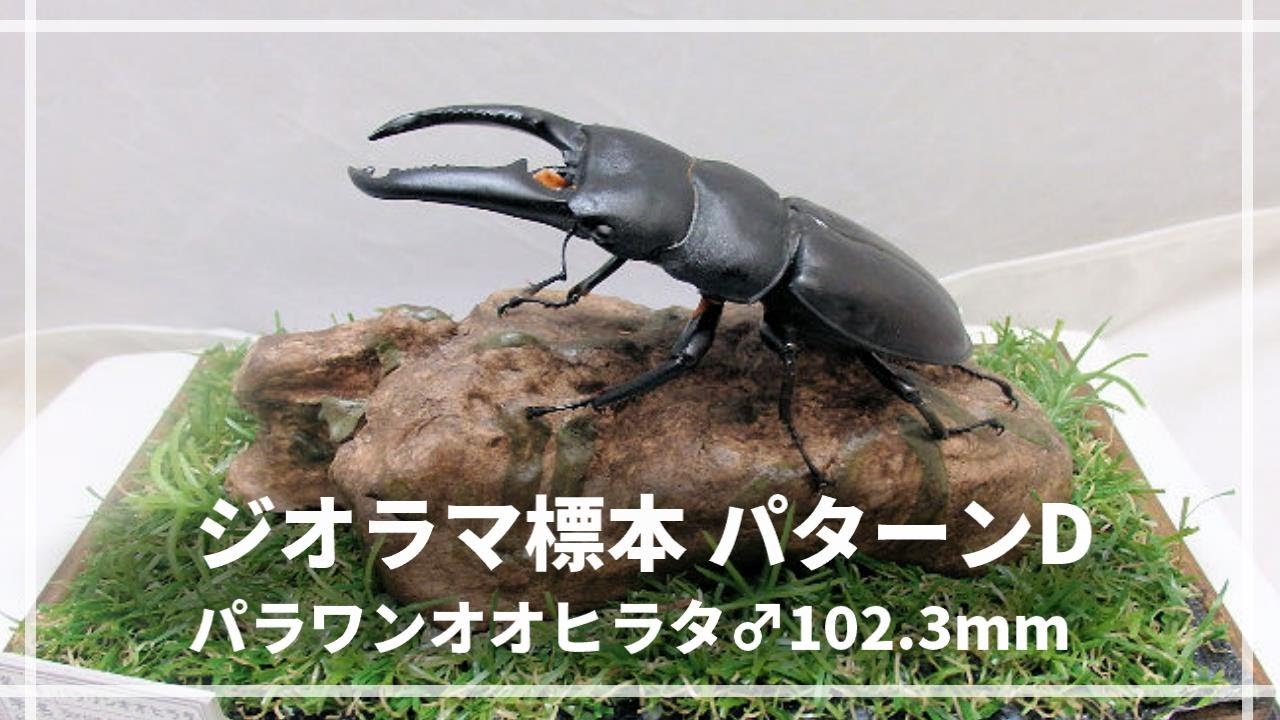 お客様の声 | オオクワ京都昆虫館