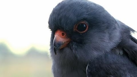 The Incredible Amur Falcon