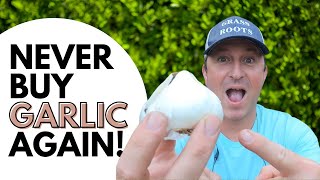 Never Buy Garlic Again!  Grow Garlic at Home (the fast & easy way)
