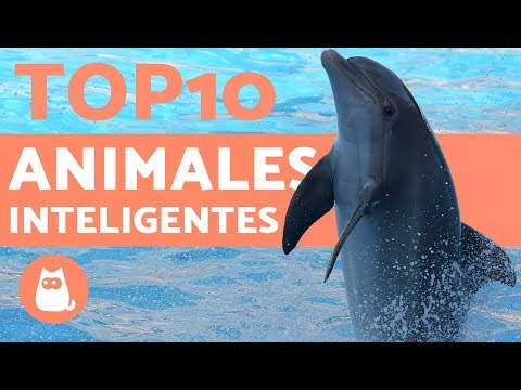 Top 10 animales - Los 10 animales más INTELIGENTES del mundo
