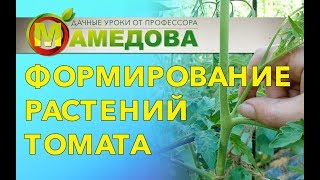 Формирование растений томата.