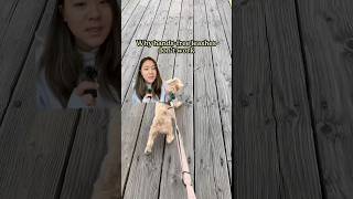 Check Out Our Hands-Free Dog Leash With Traffic Handle